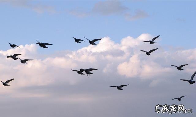 养信鸽不久！别人家鸽子家飞很高，我的家飞不高，是什么原因