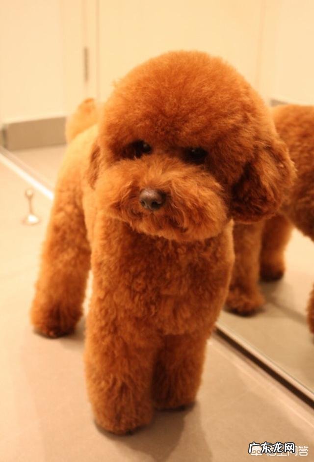 贵宾犬最容易得哪些病