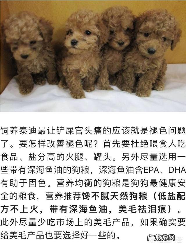 贵宾犬最容易得哪些病