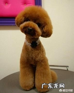 贵宾犬最容易得哪些病