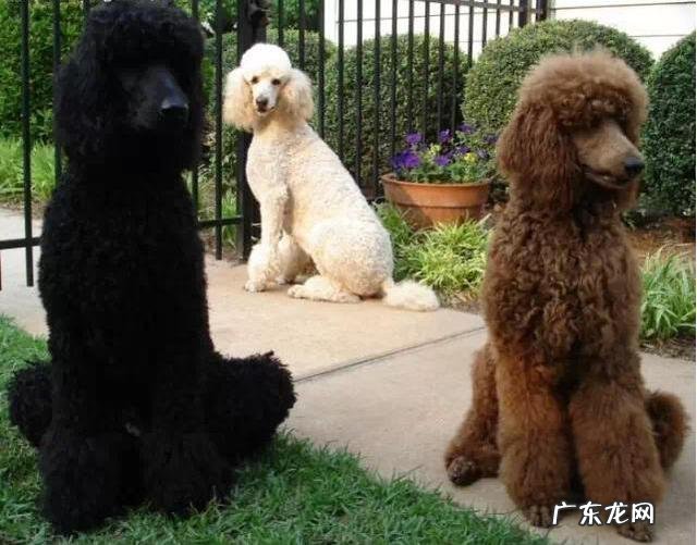 贵宾犬最容易得哪些病