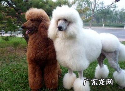 贵宾犬最容易得哪些病