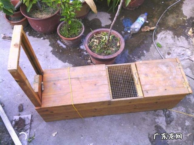 养鸽子怎么防黄鼠狼