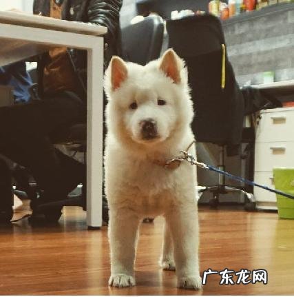 上班的时候,你家的猫狗是怎么安置的