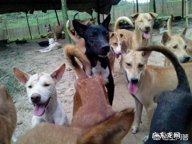 为什么缅甸的一些地方要大力清理流浪狗