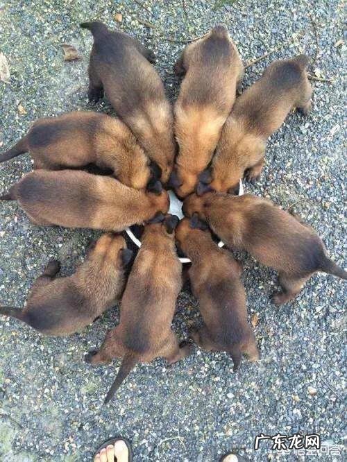 一条小马犬大概多少钱