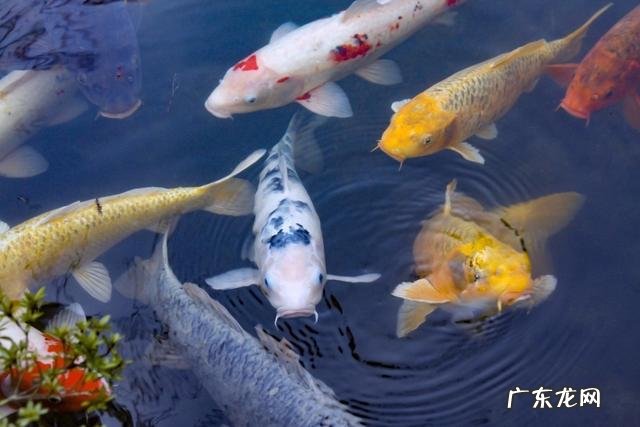 锦鲤要怎么挑选鱼呢