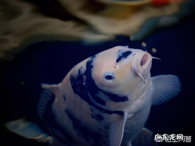 锦鲤要怎么挑选鱼呢