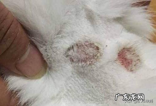 猫咪晒太阳能杀猫癣吗
