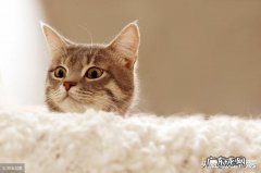 猫咪黄疸怎么办