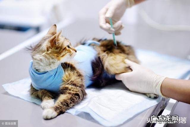 猫咪黄疸怎么办