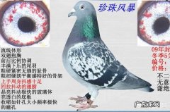 工薪鸽友该如何选用天落鸟