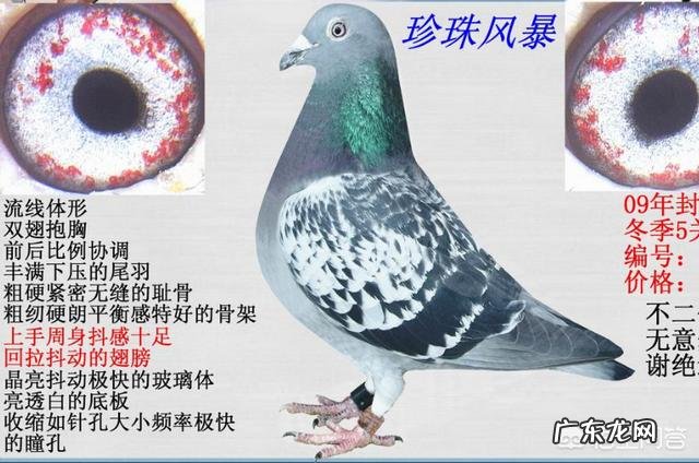 工薪鸽友该如何选用天落鸟