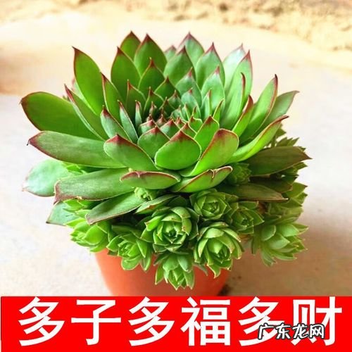 办公室里如何防辐射？这些方法简单有效,赶紧学起来!