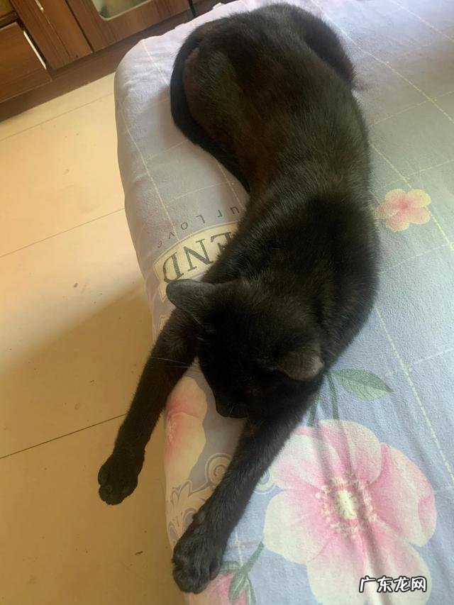 头条的朋友们我家猫咪这两天频繁去厕所还尿不出来应该吃什么药