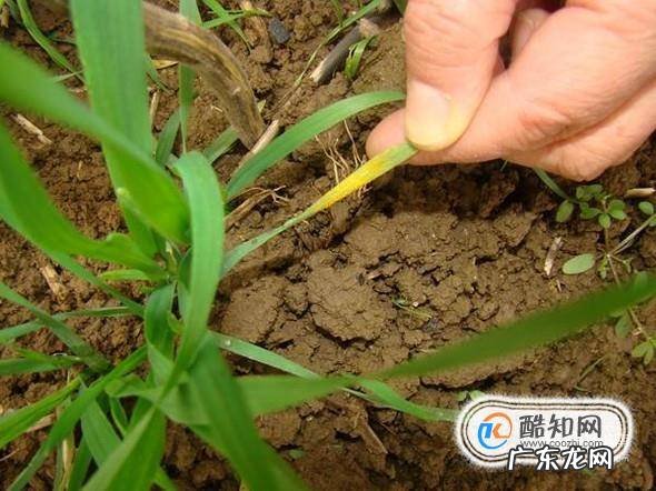 怎样种葡萄树成活率高