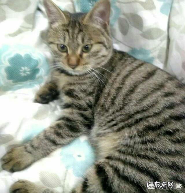 世界上最忠诚的猫是哪一种