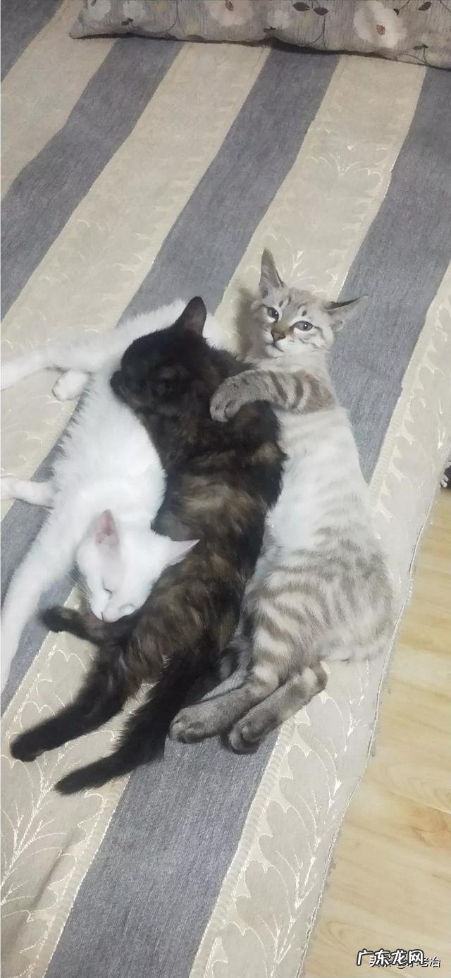 世界上最忠诚的猫是哪一种