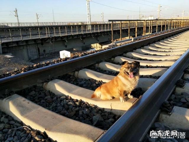 家里养狗狗,如果需要出门27天,狗狗一般都怎么办