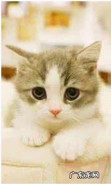 为什么晚上睡觉时猫咪总喜欢靠近自己的头,而且咕噜声还很大