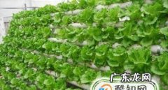 哪几种蔬菜可以无土种植