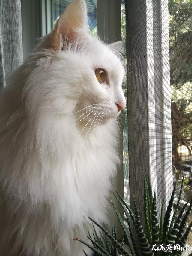 你养过的最爱的猫咪是哪只