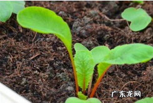 如何学会种萝卜