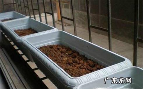 如何学会种萝卜