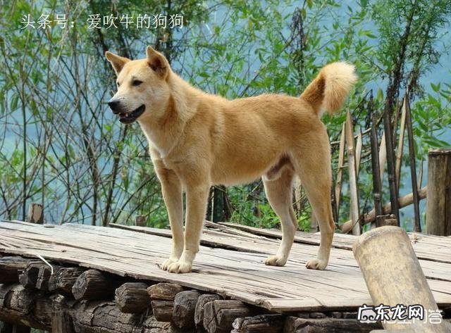 怎么挑选一只优秀的大黄狗