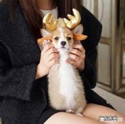 哪些因素会导致泰迪犬寿命减少