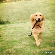 想养一条狗狗，想要聪明一点的，有什么好的推荐