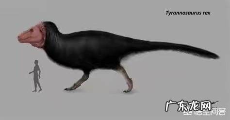 假如大熊猫和恐龙一样已经灭绝了的话,后人能不能通过化石还原出大熊猫黑白分明的样子呢