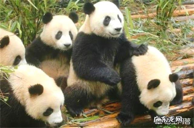 假如大熊猫和恐龙一样已经灭绝了的话,后人能不能通过化石还原出大熊猫黑白分明的样子呢