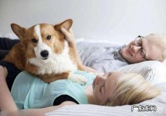 怀孕期间适合养狗吗