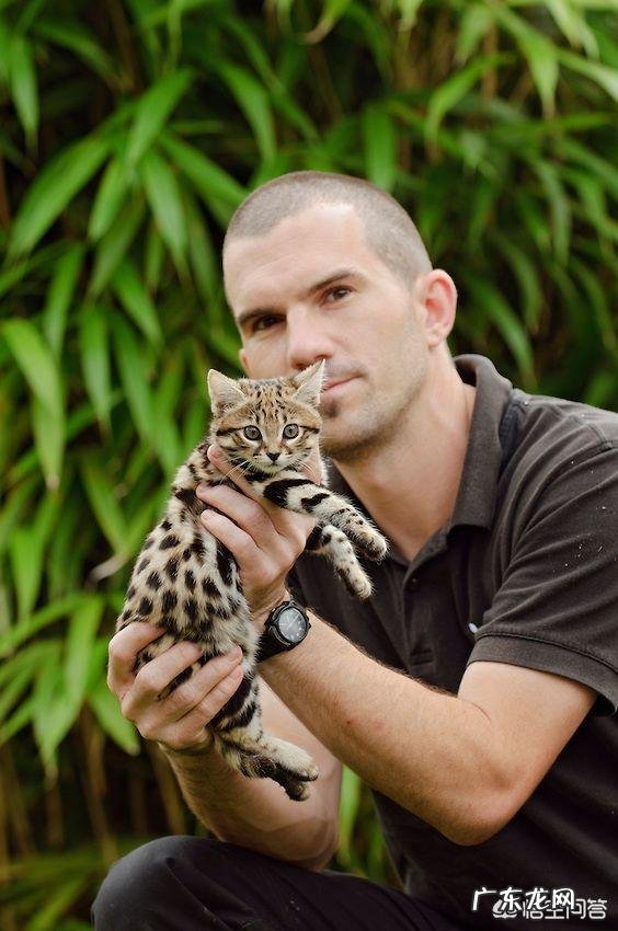 一只猫能可爱到什么程度