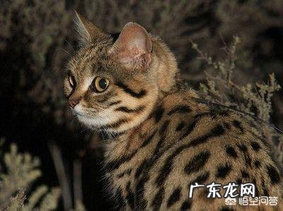 一只猫能可爱到什么程度