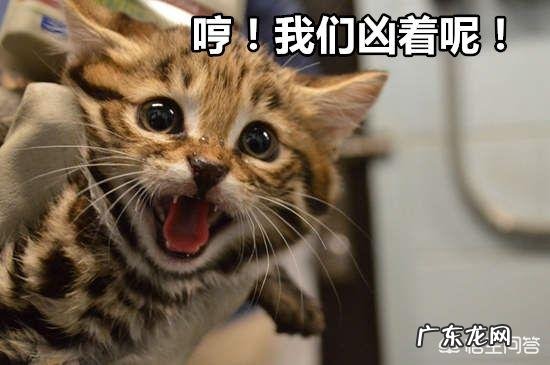 一只猫能可爱到什么程度