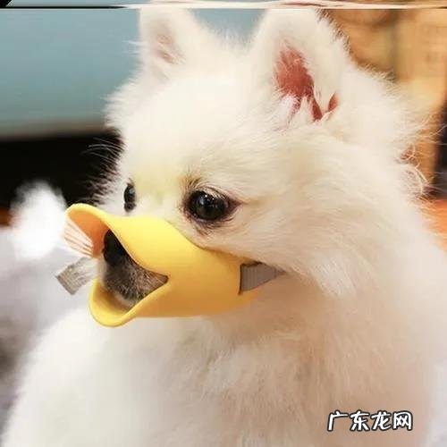 养一只看起来很凶很凶的博美犬是怎样的体验