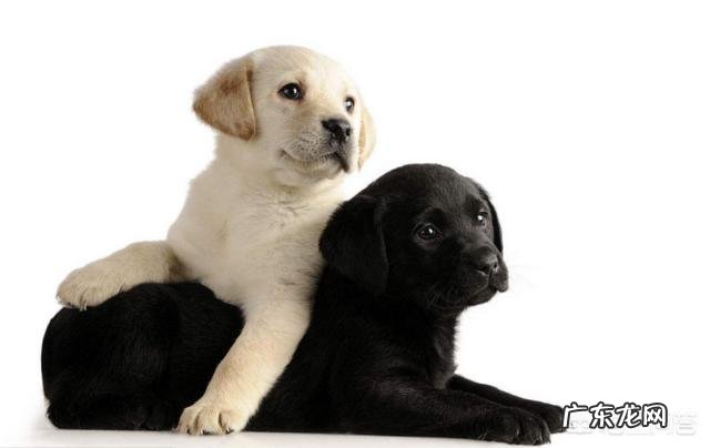 怎样选择小拉布拉多犬