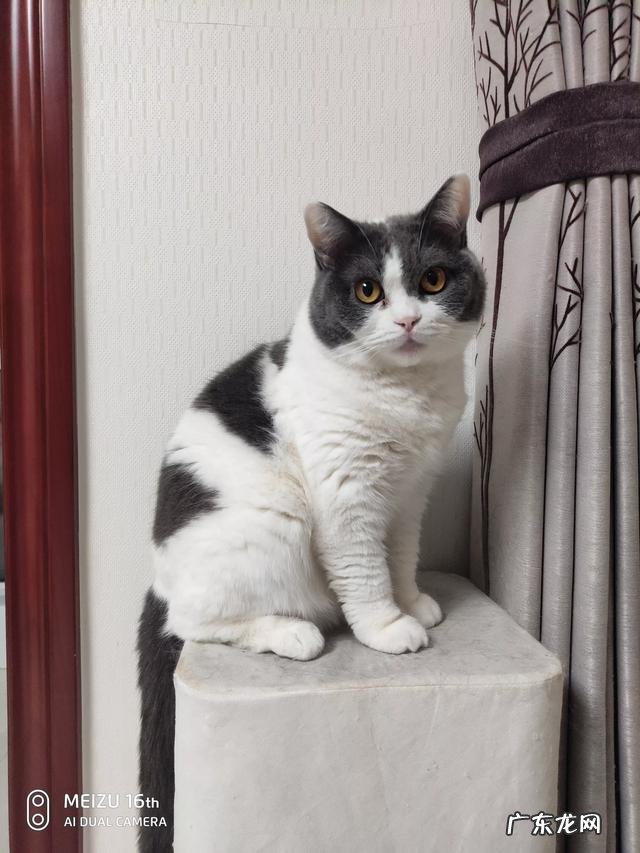 把猫咪独自放家里半个月,猫咪会不会因为见不到主人而不吃不喝