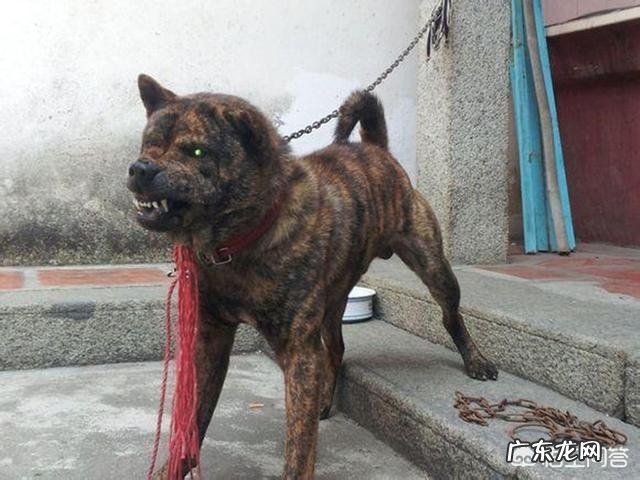 我国纯种的虎斑犬还有多少只