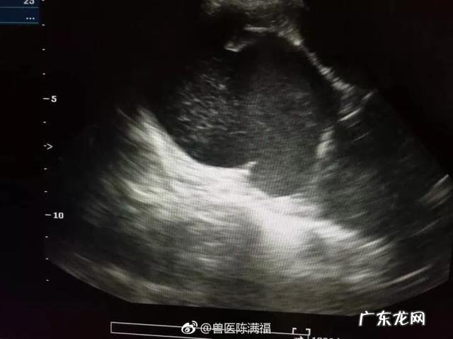 养了7年的宠物生病,疏忽了几天之后去医院检查,动手术时候死亡,极度自责怎么办