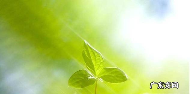 刺梅的养殖方法和注意事项