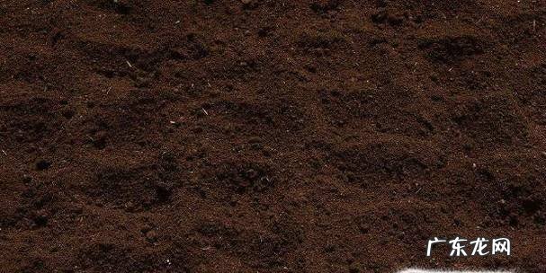 口红吊兰的养殖方法和注意事项