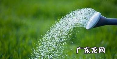 口红吊兰的养殖方法和注意事项