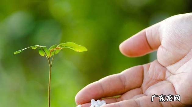 口红吊兰的养殖方法和注意事项