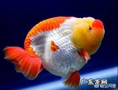 你家鱼缸养了几条金鱼
