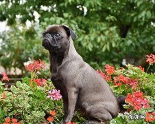 没有毛的狗有哪些品种小点的 没有毛的狗有哪些品种