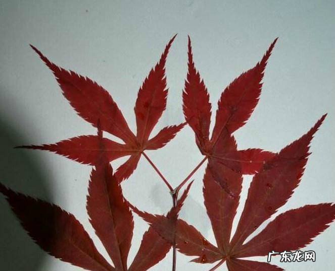 用植物做植物标本