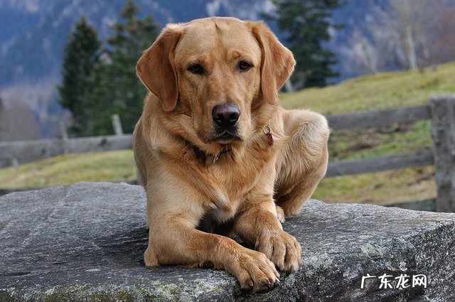 金毛几年寿命 金毛犬的寿命是多少年